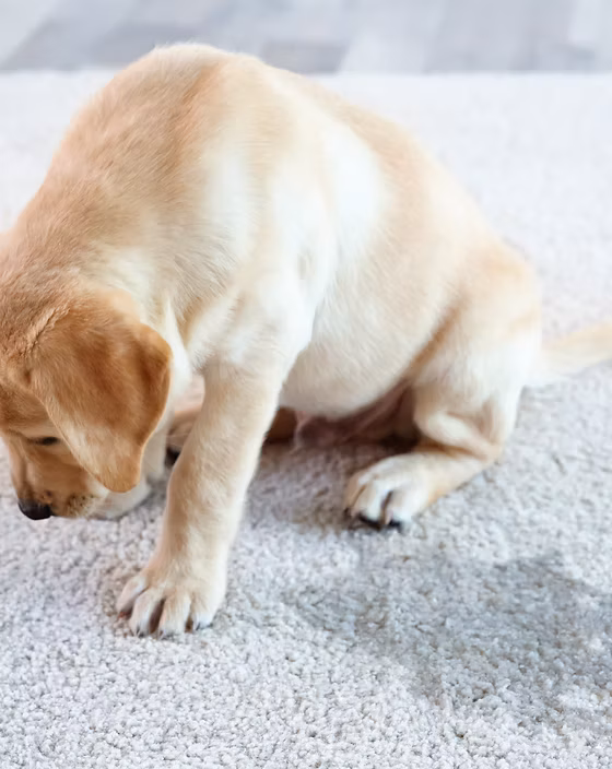 Pet Odor