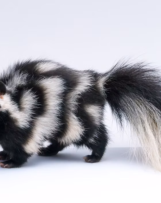 Skunk Odor